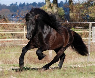 Gymir